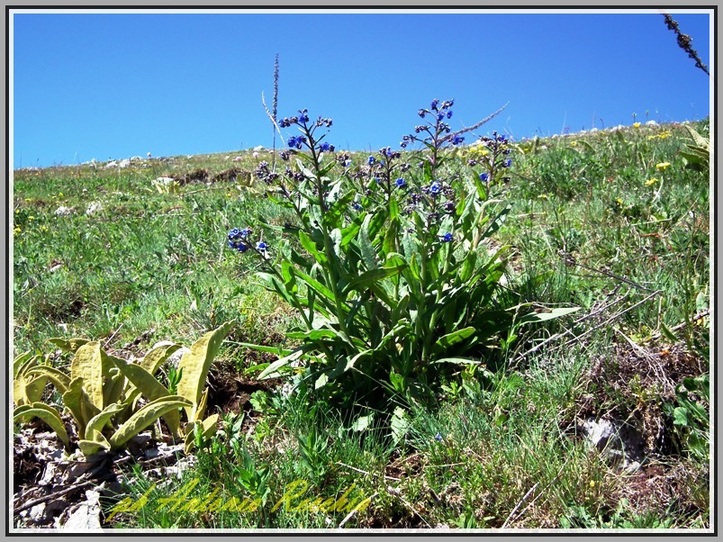 Cynoglottis barrelieri / Buglossa di Barrelier